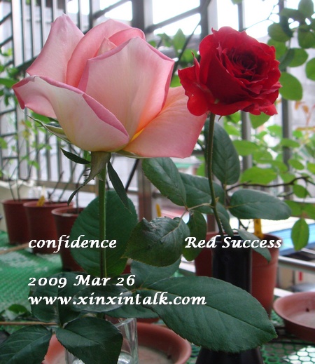 Confidence & Red Success